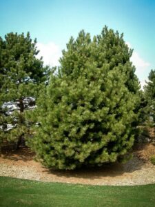 Сосна Чёрная (Pinus Nigra) купить по цене от 270.00р. в интернет-магазине «Посадика» с доставкой почтой в в Дзержинскийе и по всей России – [изображение №1].