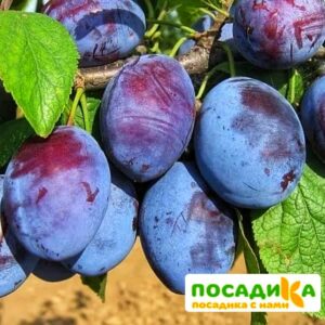 Слива Чачакская ранняя купить по цене от 229.00р. в интернет-магазине «Посадика» с доставкой почтой в в Дзержинскийе и по всей России – [изображение №1].