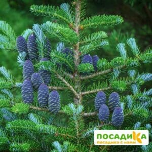 Пихта корейская (Abies koreana) купить по цене от 450.00р. в интернет-магазине «Посадика» с доставкой почтой в в Дзержинскийе и по всей России – [изображение №1].