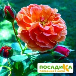 Роза Арабия купить по цене от 350.00р. в интернет-магазине «Посадика» с доставкой почтой в в Дзержинскийе и по всей России – [изображение №1].