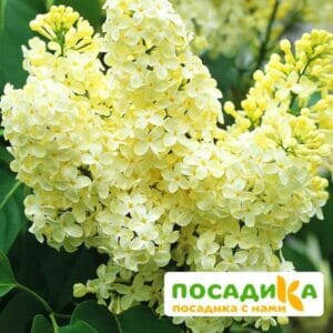 Сирень Примроуз (Primrose) купить по цене от 529.00р. в интернет-магазине «Посадика» с доставкой почтой в в Дзержинскийе и по всей России – [изображение №1].