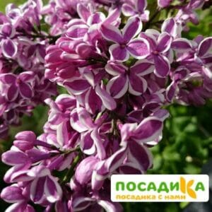 Сирень Сенсация купить по цене от 529.00р. в интернет-магазине «Посадика» с доставкой почтой в в Дзержинскийе и по всей России – [изображение №1].