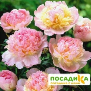 Пион Распберри Сандей (Paeonia Raspberry Sundae) купить по цене от 959р. в интернет-магазине «Посадика» с доставкой почтой в в Дзержинскийе и по всей России – [изображение №1].