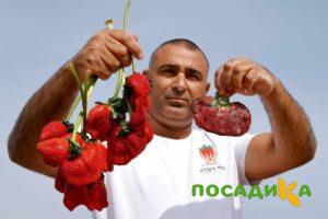 Клубника Гигант Джорнея купить по цене от 266р. в интернет-магазине «Посадика» с доставкой почтой в в Дзержинскийе и по всей России – [изображение №1].