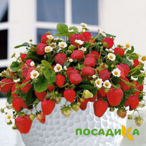 Клубника Рубиновый Шепот (горшечная) купить по цене от 240р. в интернет-магазине «Посадика» с доставкой почтой в в Дзержинскийе и по всей России – [изображение №1].