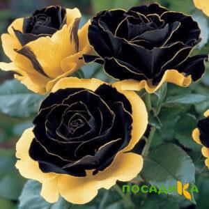 Роза Ханни Сикл купить по цене от 700р. в интернет-магазине «Посадика» с доставкой почтой в в Дзержинскийе и по всей России – [изображение №1].