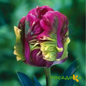 Тюльпан Экзотик Хэвен купить по цене от 186р. в интернет-магазине «Посадика» с доставкой почтой в в Дзержинскийе и по всей России – [изображение №1].