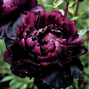 Пион Темный Сад купить по цене от 421р. в интернет-магазине «Посадика» с доставкой почтой в в Дзержинскийе и по всей России – [изображение №1].