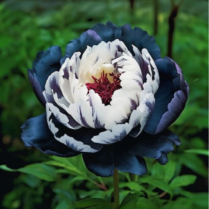 Пион Древовидный Инь-Янь купить по цене от 419р. в интернет-магазине «Посадика» с доставкой почтой в в Дзержинскийе и по всей России – [изображение №1].