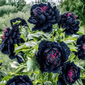 Пион древовидный Сердце Афродиты купить по цене от 600р. в интернет-магазине «Посадика» с доставкой почтой в в Дзержинскийе и по всей России – [изображение №1].