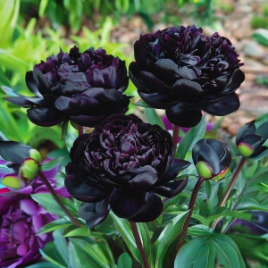 Пион Королевский Бархат купить по цене от 419р. в интернет-магазине «Посадика» с доставкой почтой в в Дзержинскийе и по всей России – [изображение №1].