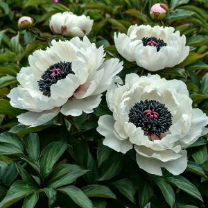 Пион Инк Эн купить по цене от 429р. в интернет-магазине «Посадика» с доставкой почтой в в Дзержинскийе и по всей России – [изображение №1].