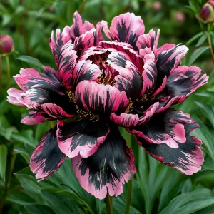 Пион Дроп Руби купить по цене от 469р. в интернет-магазине «Посадика» с доставкой почтой в в Дзержинскийе и по всей России – [изображение №1].