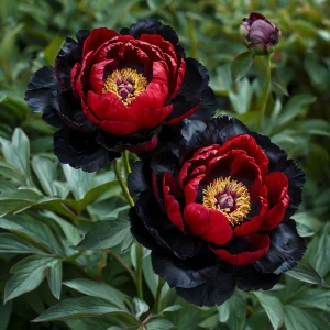Пион Эбеновый Рубин купить по цене от 419р. в интернет-магазине «Посадика» с доставкой почтой в в Дзержинскийе и по всей России – [изображение №1].