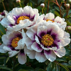 Пион Эко Саммер купить по цене от 548р. в интернет-магазине «Посадика» с доставкой почтой в в Дзержинскийе и по всей России – [изображение №1].