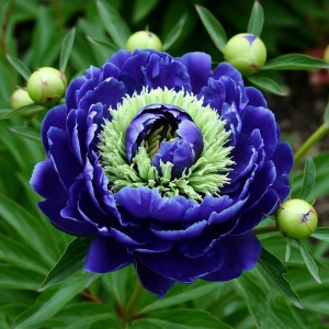 Пион Дримвивер купить по цене от 417р. в интернет-магазине «Посадика» с доставкой почтой в в Дзержинскийе и по всей России – [изображение №1].