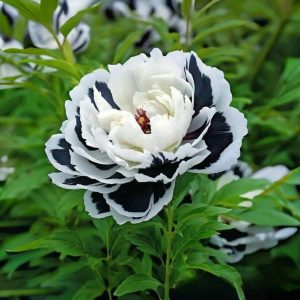 Пион Монохромный Шик купить по цене от 429р. в интернет-магазине «Посадика» с доставкой почтой в в Дзержинскийе и по всей России – [изображение №1].